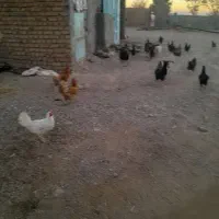 خروس مرغ بوقلمون|حیوانات مزرعه|بوژگان, |دیوار