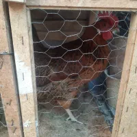 مرغ تخم گذار