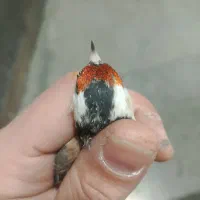 سهره|پرنده|تهران, فرحزاد|دیوار