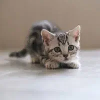 گربه میکس دی اس اچ