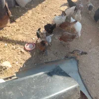 مرغ خروس