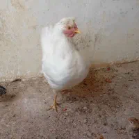 بوقلمون