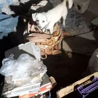 سگ دزدیده شده|حیوانات|برخوار, |دیوار