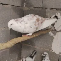 6جفت کبوتر فروشی