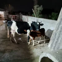 گاو با گوساله