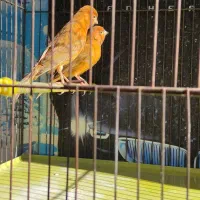 دو عدد ماده شتری سرخ جوان آماده