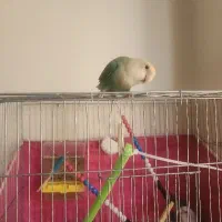 کوتوله برزیلی