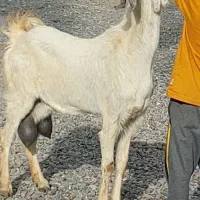 بز شیری|حیوانات مزرعه|جیرفت, |دیوار