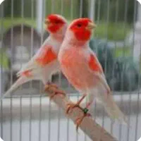 پرنده برا تعویض داری بخون