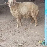 عبدالخان ...قوچ  سالم وسرحال یک سال ونیم عمرشه