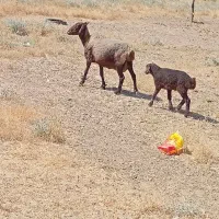 میش بره
