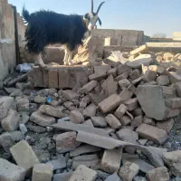 یک عدد کولار ۲ ساله و یه بزغاله نر|حیوانات مزرعه|آران و بیدگل, |دیوار