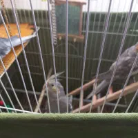 عروس هلندی کاملن اهلی