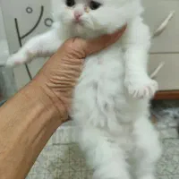 دو ماهه. اسکاتیش. وپرشین. شیطون