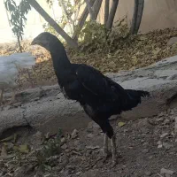 مرغ لاری|حیوانات مزرعه|الوند, |دیوار