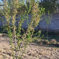 باغ|فروش خانه و ویلا|آذرشهر, |دیوار