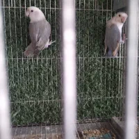 طوطی برزیلی|پرنده|قشم, |دیوار