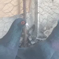 فروش ۲عددکلاغ|پرنده|رفسنجان, |دیوار