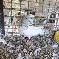 کله ای|پرنده|بم, |دیوار