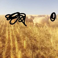 بز بزغاله|حیوانات مزرعه|سنندج, |دیوار