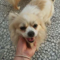 پامرانین سفید روباهی ماده توله گرفتم ازش