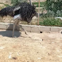 شترمرغ