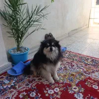 سگ پامر