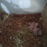 تعداد حیوان دارای جوجه وتخم|پرنده|یزد, |دیوار