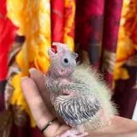 عروس هلندی سرلاکی