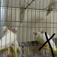 عروس هلندی لوتینو زعفرانی چشم شرابی (دسی) شهرضا|پرنده|اصفهان, شهرستان|دیوار