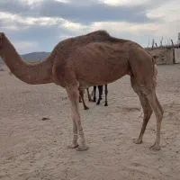 چند نفر شتر|حیوانات مزرعه|لاشار, |دیوار