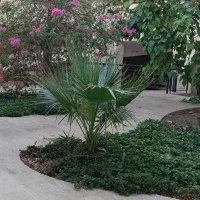 مربی و پرستار کودک