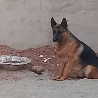سگ ژرمن شپرد