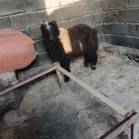 بره تخمی|حیوانات مزرعه|مسجد سلیمان, |دیوار