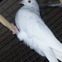 کبوتر فروشی|پرنده|سراوان, |دیوار