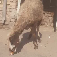 بره گوسپند|حیوانات مزرعه|مینودشت, |دیوار