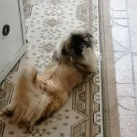 سگ نژاد دار خونگی|سگ|گرگان, |دیوار