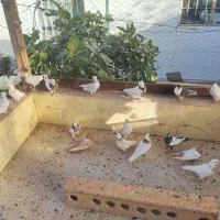 کفتر|پرنده|قائن, |دیوار