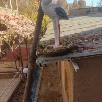 کلبه سنتی بوژان|اجارهٔ کوتاهمدت ویلا و باغ|نیشابور, فضل|دیوار