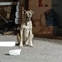 سگ سرابی|سگ|مشهد, شهرک صنعتی مشهد|دیوار