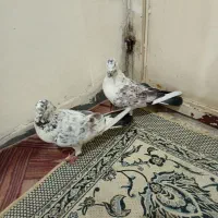 کفتر|حیوانات|ملایر, |دیوار