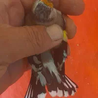 قناری و سهره