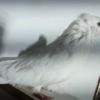 کبوتر نوک قنار رنگی|پرنده|چهاردانگه (تهران), |دیوار