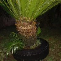 گل سیکاس بالای۲۰سال هست قیمت ۲۲ملیون تومان