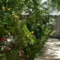 ۶۰۰ متر در روستای چناران ۴۰ کیلومتری تهران|فروش زمین و ملک کلنگی|تهران, تهرانپارس شرقی|دیوار