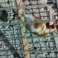 سهره بخون|پرنده|گلستان (تهران), |دیوار