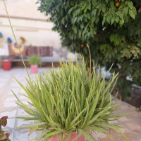 فروش-منزل-قدیمی-دروازه-سعدی