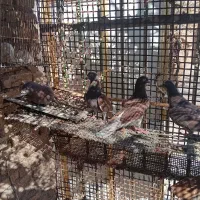 فروشی تهرانی