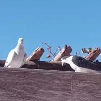 کبوتر|پرنده|کرمان, |دیوار