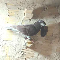 کفتر‌پرشی|پرنده|مشهد, امیرآباد|دیوار